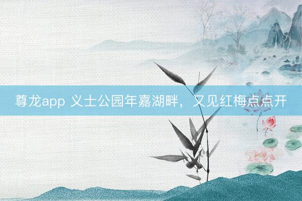 尊龙app 义士公园年嘉湖畔，又见红梅点点开