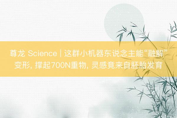 尊龙 Science | 这群小机器东说念主能“融解”变形， 撑起700N重物， 灵感竟来自胚胎发育